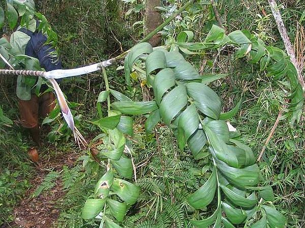 Chrysalidocarpus andrianatonga