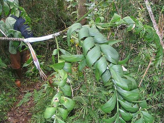Chrysalidocarpus andrianatonga