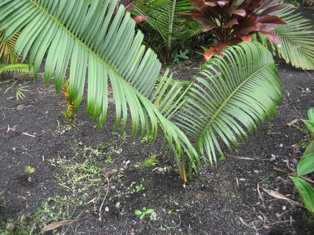 CHRYSALIDOCARPUS MALCOMBERI
