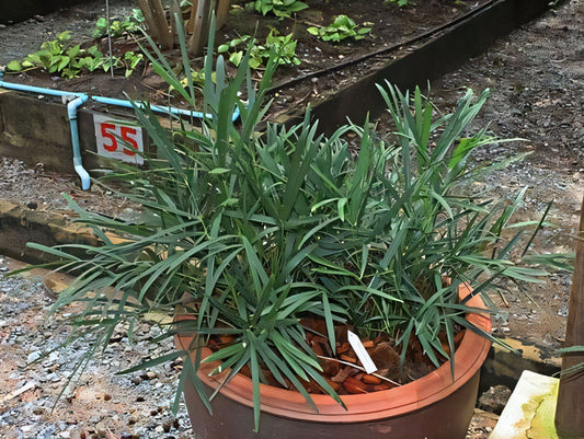 Calamus acanthophyllus