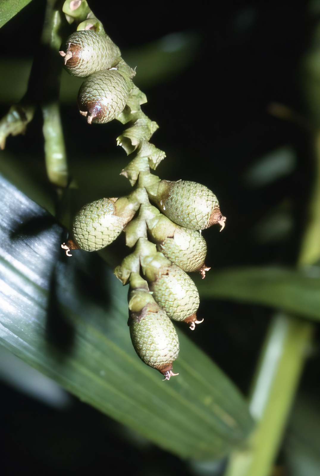 Calamus axillaris