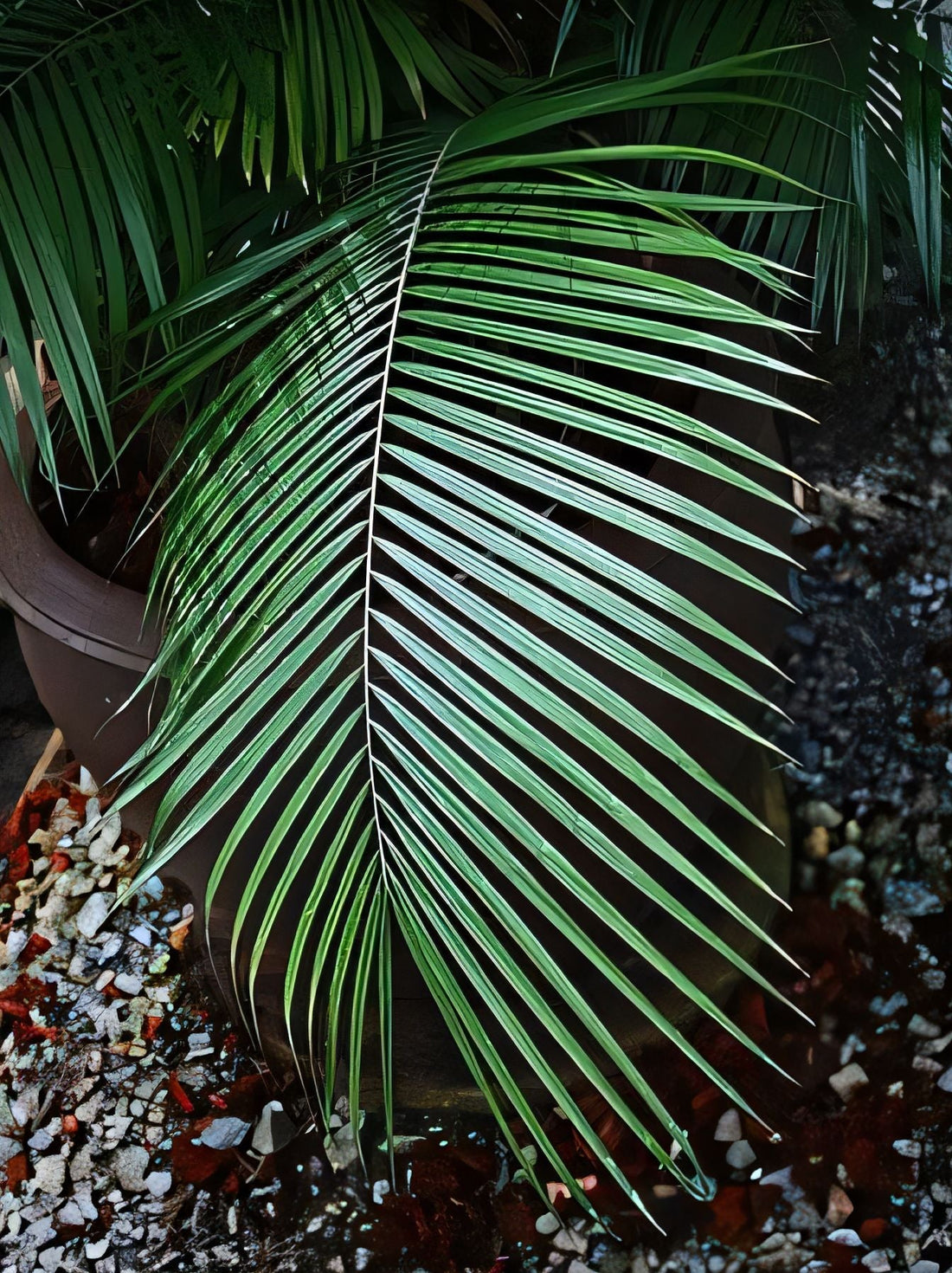 Calamus balingensis