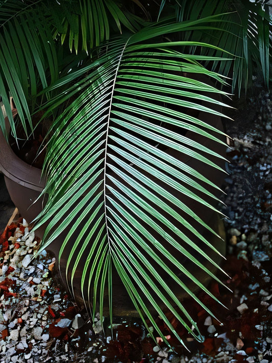 Calamus balingensis