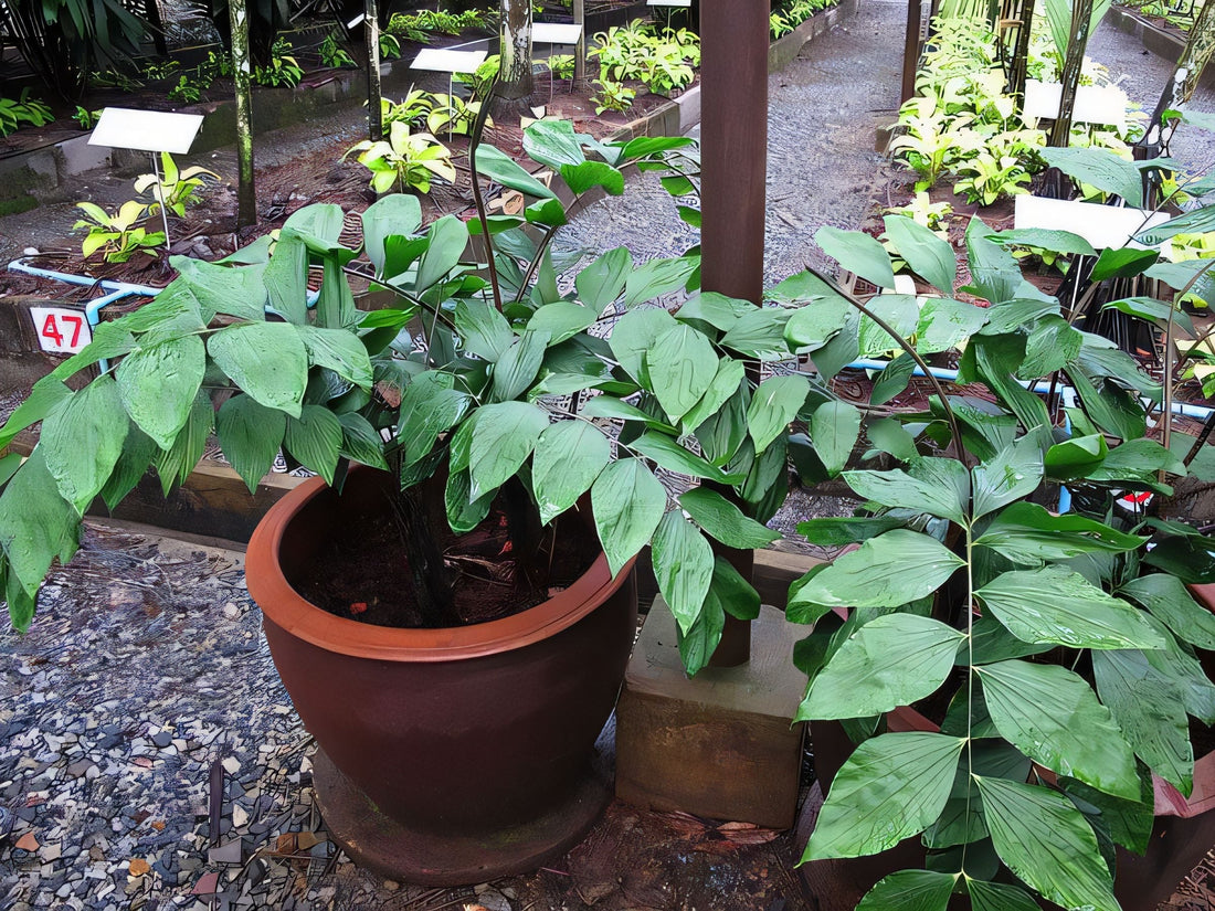 Calamus bousigonii: A comprehensive Growing Guide for Enthusiasts &  Collectors.