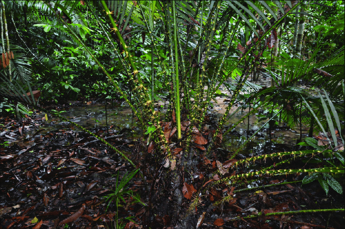 Calamus castaneus