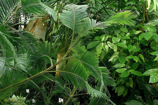 Calamus ciliaris