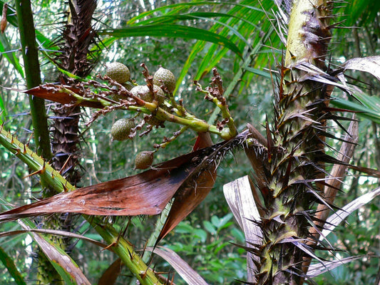 Calamus compsostachys