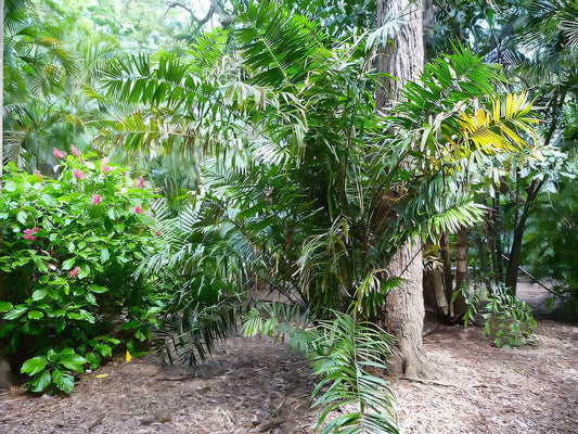 Calamus concinnus