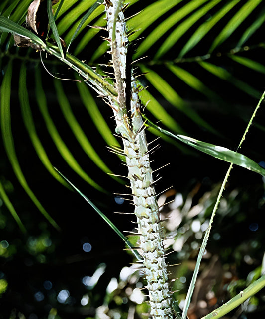 Calamus corneri: A comprehensive Growing Guide for Enthusiasts & Collectors.