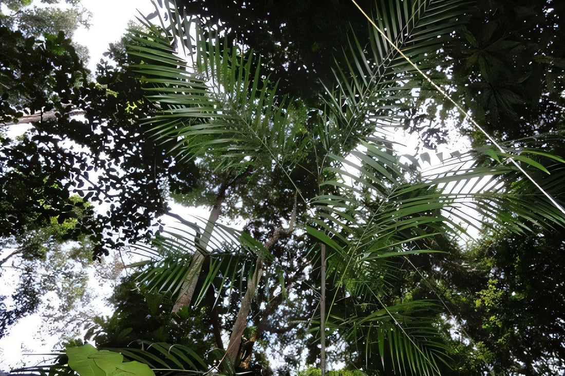 Calamus diepenhorstii