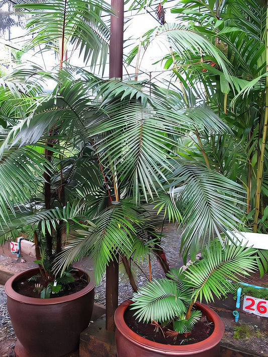 Calamus discolor