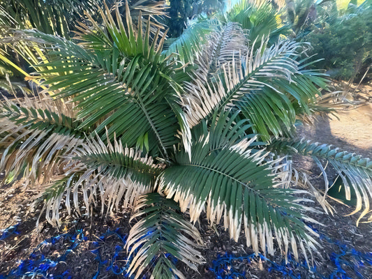 Calamus erectus