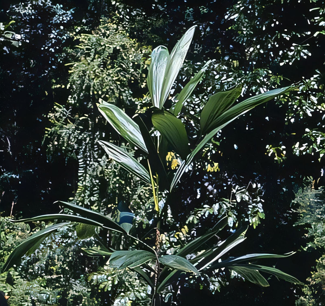 Calamus filipendulus