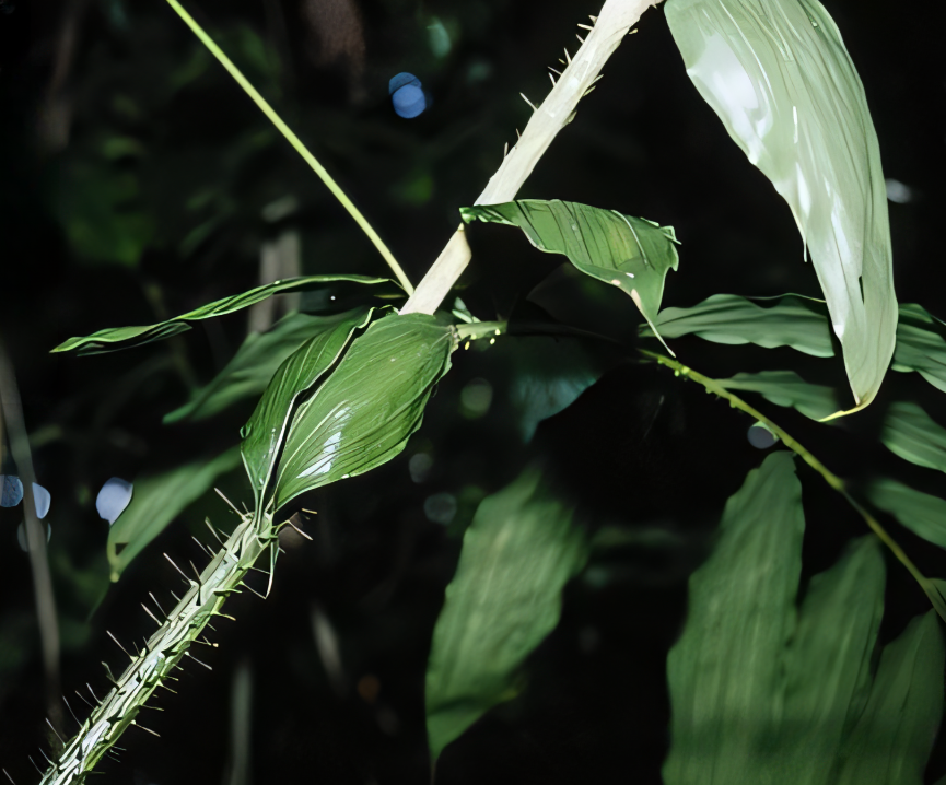 Calamus flabellatus: A comprehensive Growing Guide for Enthusiasts &  Collectors.