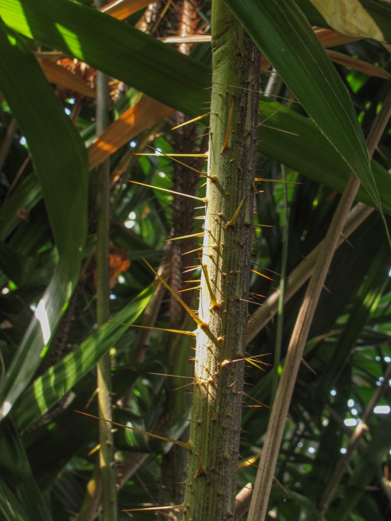 Calamus flagellum: A comprehensive Growing Guide for Enthusiasts &  Collectors.