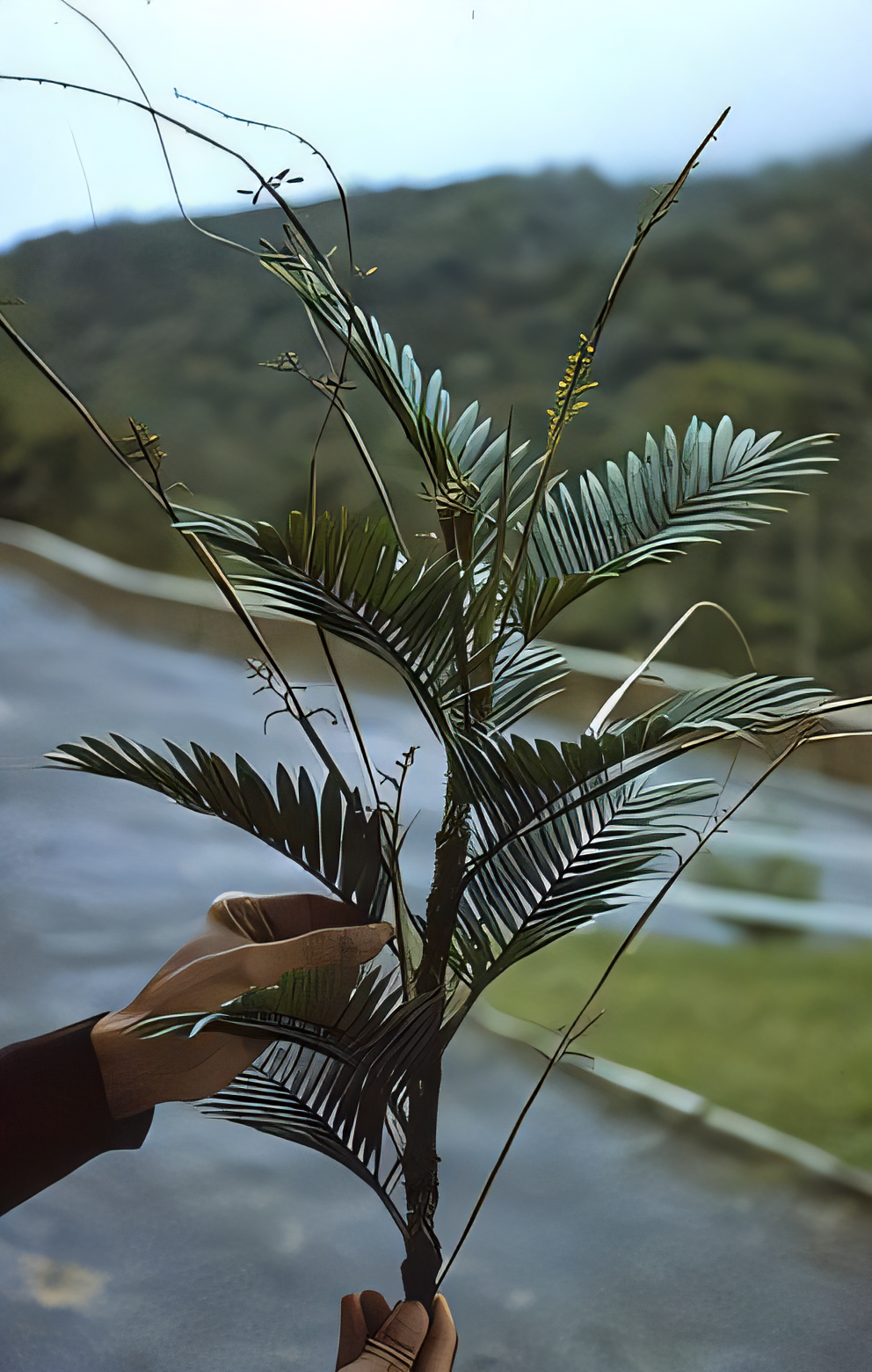 Calamus gibbsianus
