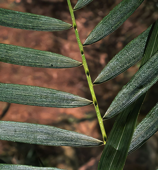 Calamus godefroyi: A comprehensive Growing Guide for Enthusiasts & Collectors.