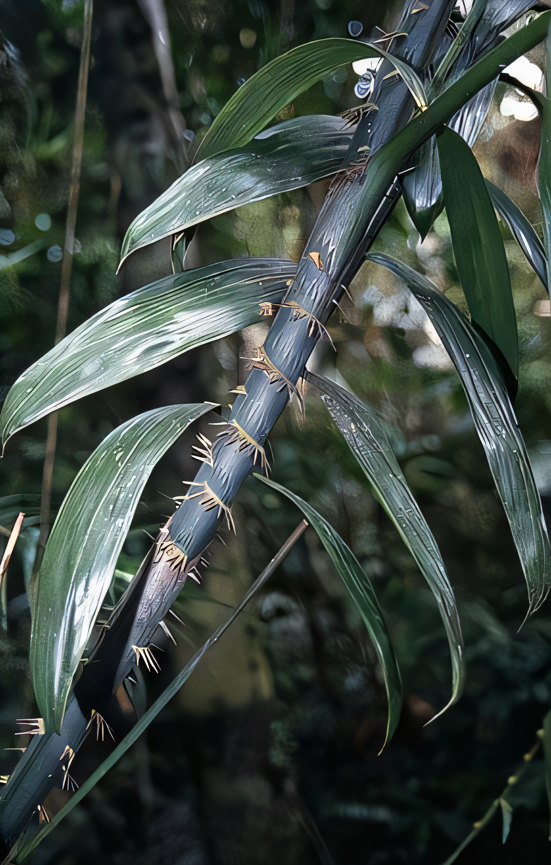 Calamus heteracanthus