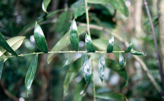 Calamus heteracanthus