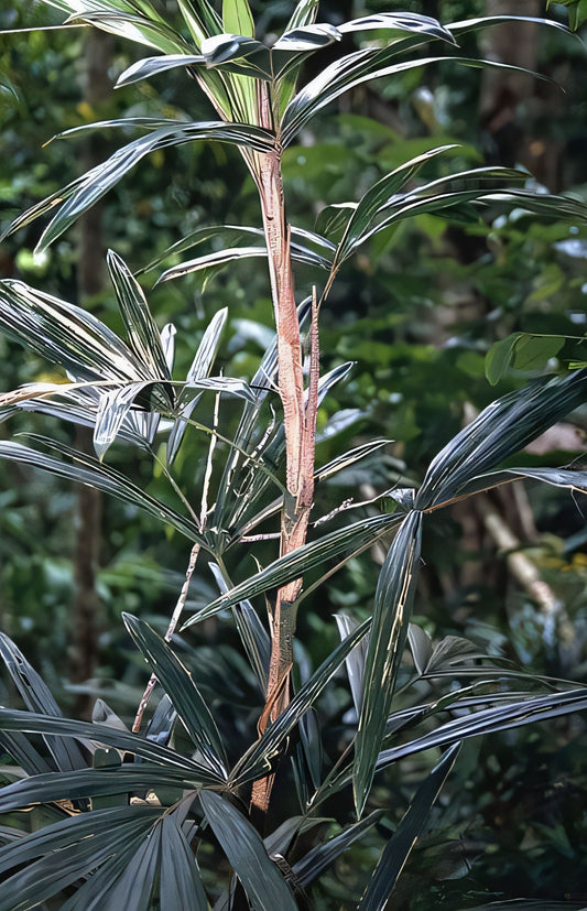 Calamus humboldtianus