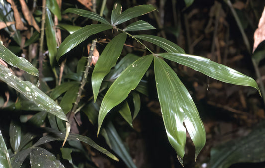 Calamus javensis
