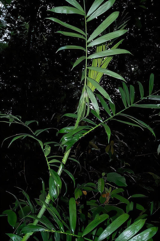 Calamus laevigatus