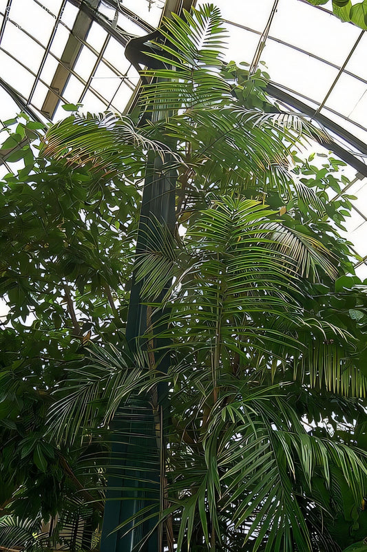 Calamus latifolius