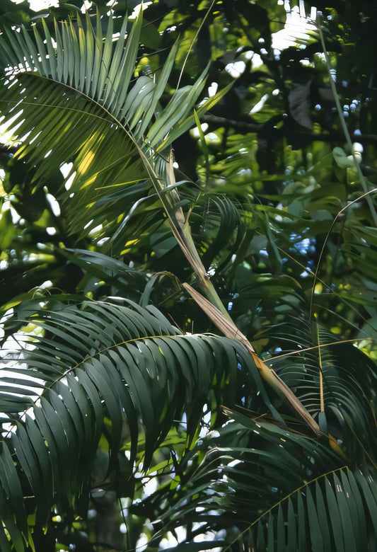 Calamus longipinna