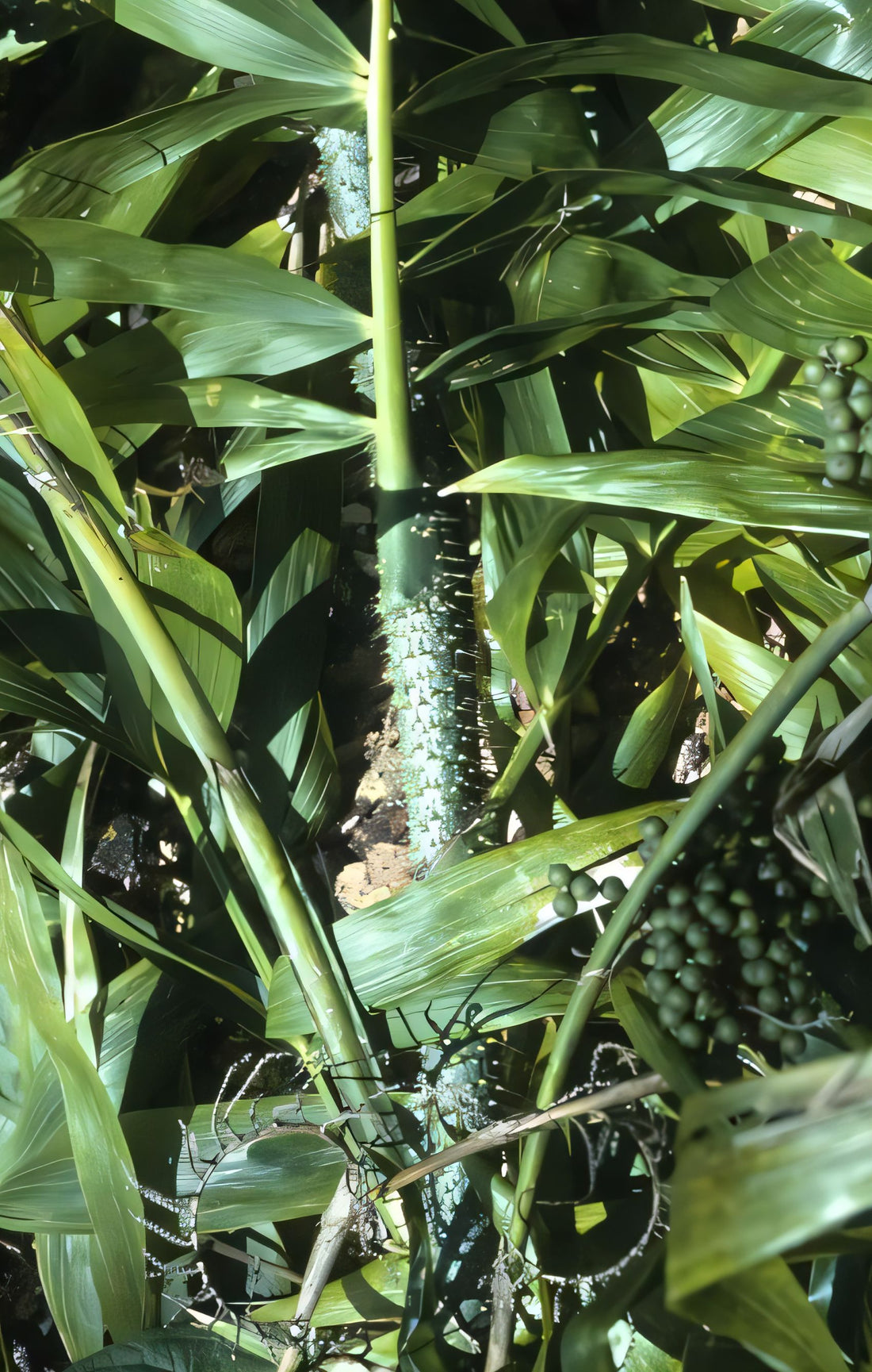 Calamus malawaliensis