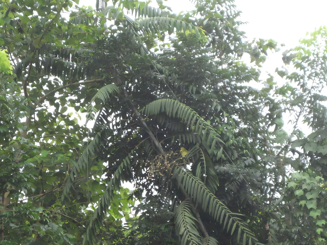 Calamus manillensis