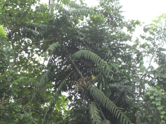 Calamus manillensis