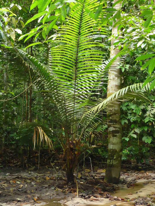 Calamus merrillii