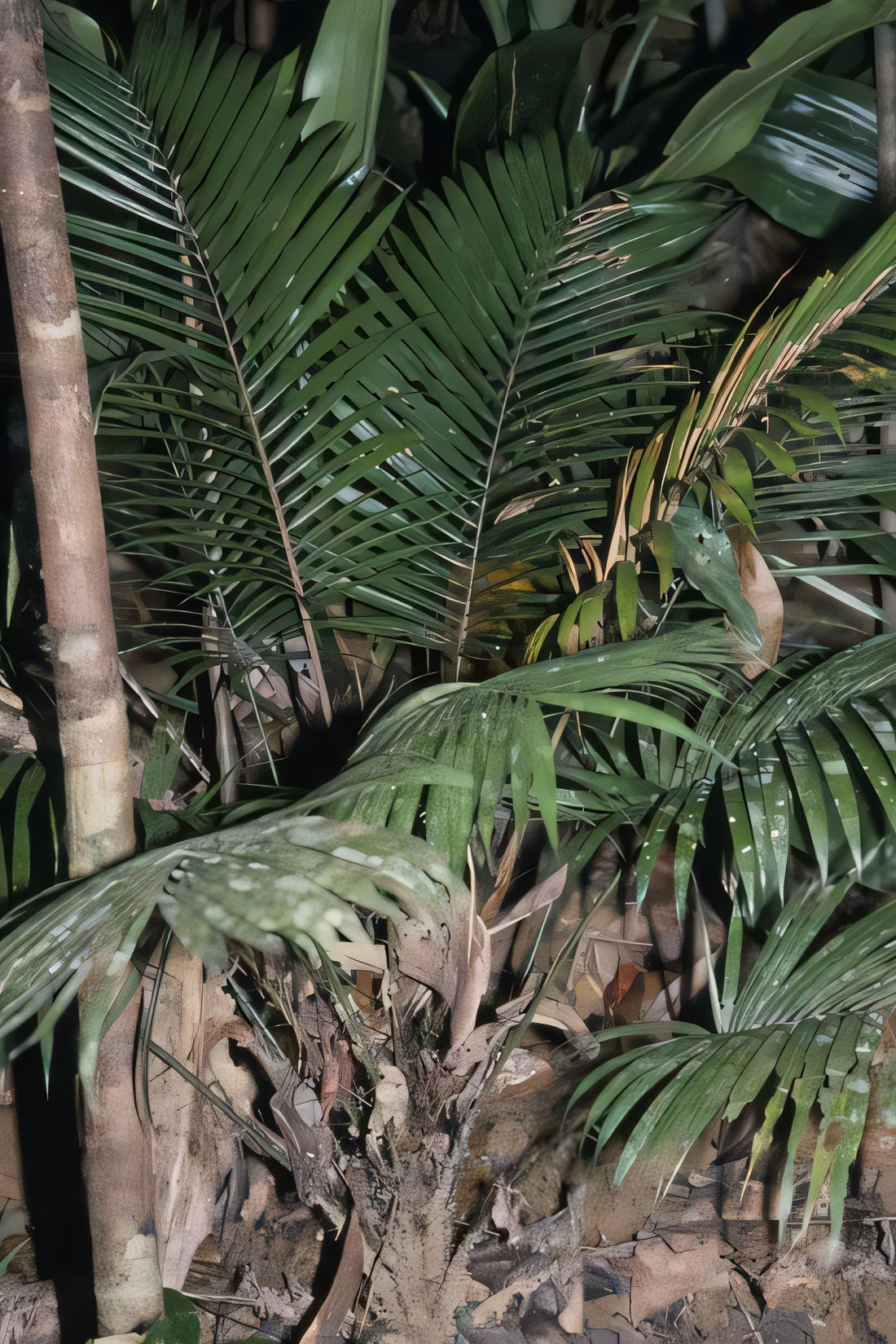 Calamus minutus