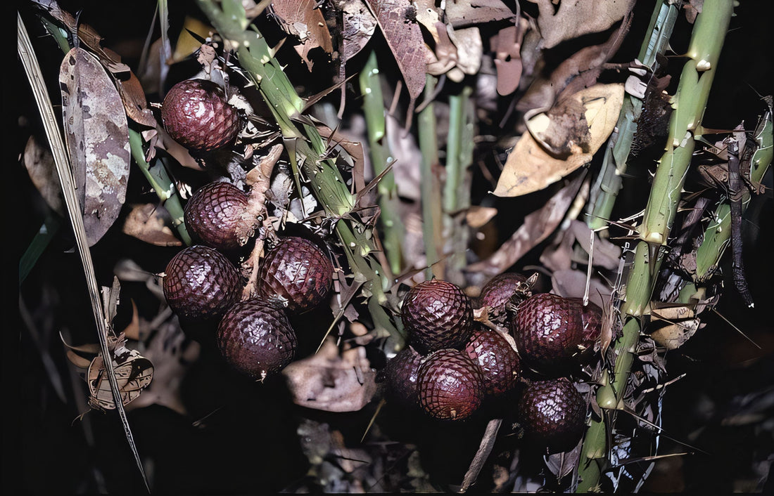 Calamus nanodendron