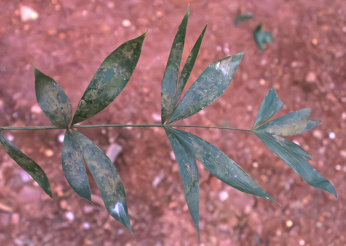 Calamus oligostachys: A comprehensive Growing Guide for Enthusiasts & Collectors.
