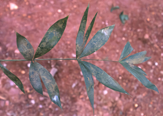 Calamus oligostachys: A comprehensive Growing Guide for Enthusiasts & Collectors.