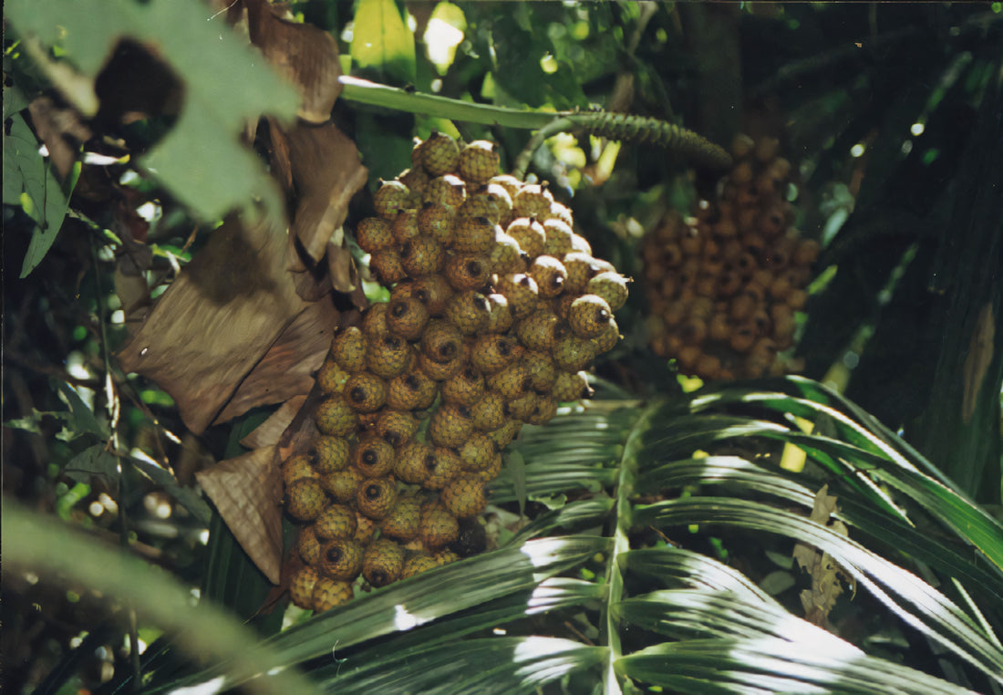 Calamus ornatus