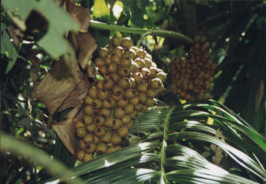 Calamus ornatus