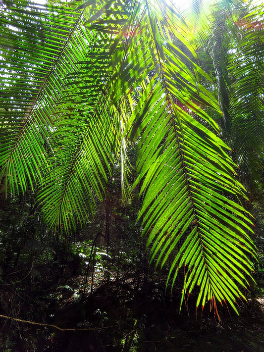 Calamus perakensis