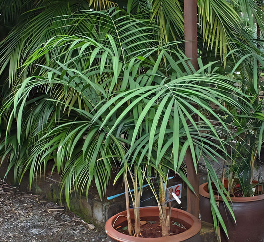 Calamus peregrinus