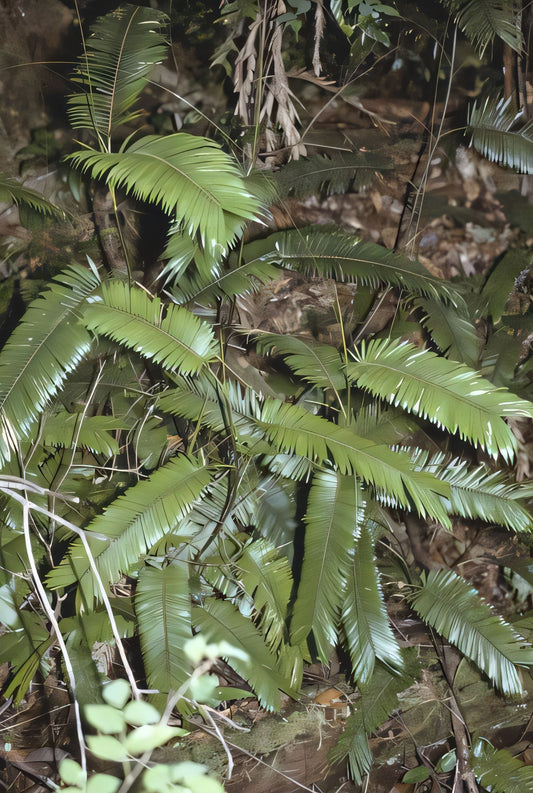 Calamus pilosellus