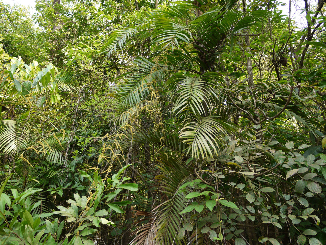 Calamus pseudotenuis