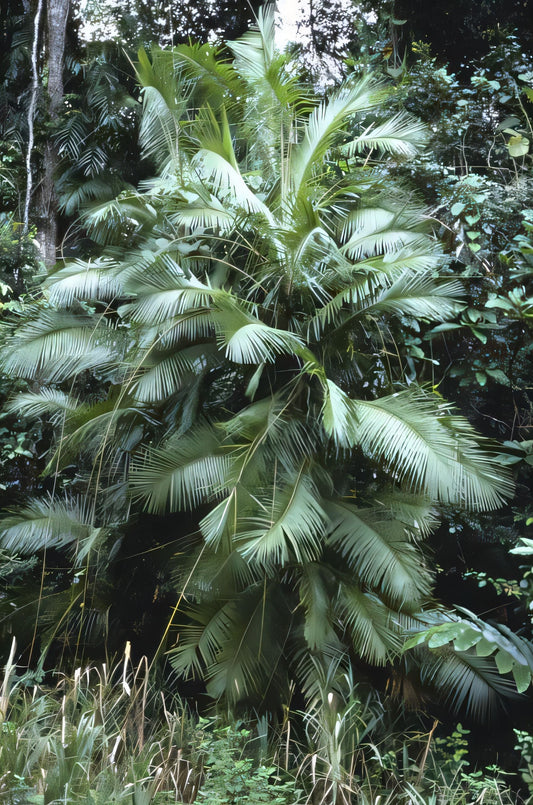 Calamus radicalis