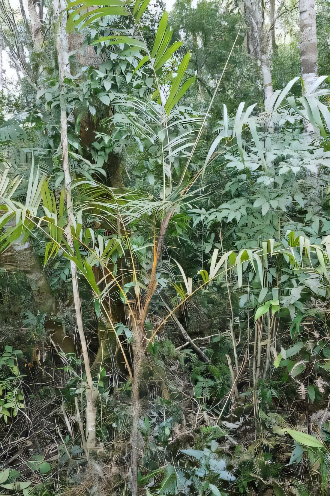 Calamus rhabdocladus