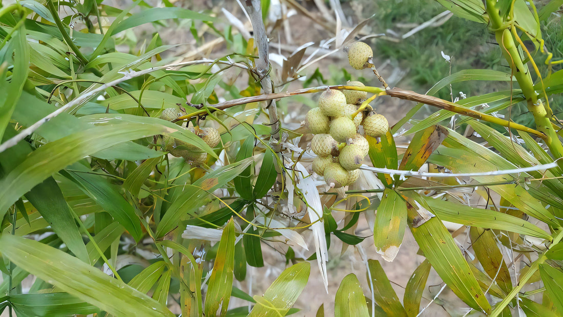 Calamus salicifolius