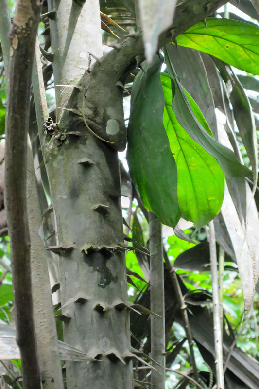 Calamus scipionum