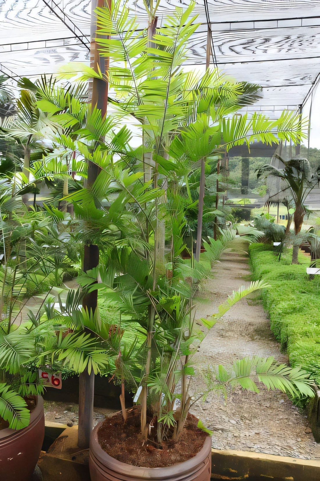 Calamus siamensis