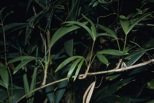 Calamus simplex