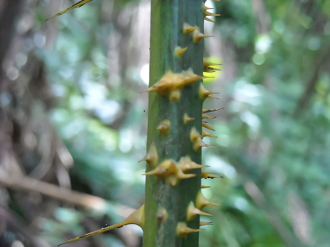 Calamus simplicifolius