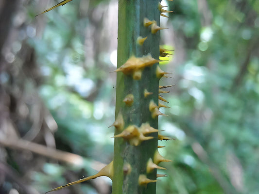 Calamus simplicifolius